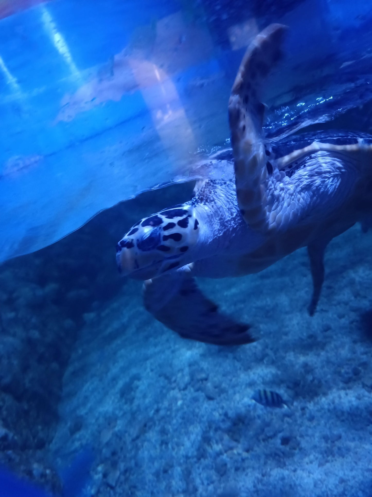 Grand Aquarium Hurghada - Travel & Fun Tours