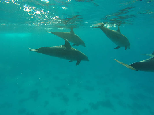 Delfin Riff - Travel & Fun Tours