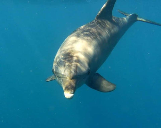 Delfin House - Travel & Fun Tours