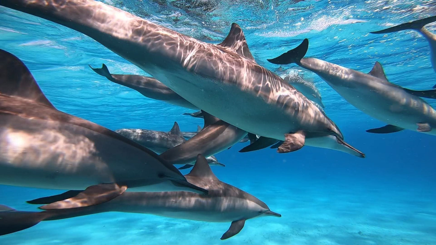 Schnorchelausflug zum Dolphin House Reef in Marsa Alam