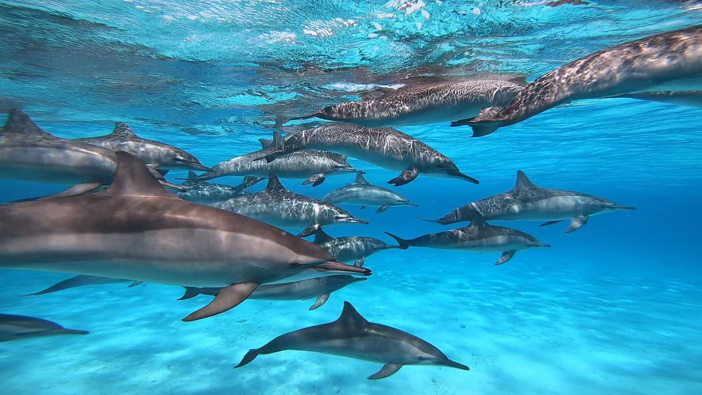 Schnorchelausflug zum Dolphin House Reef in Marsa Alam