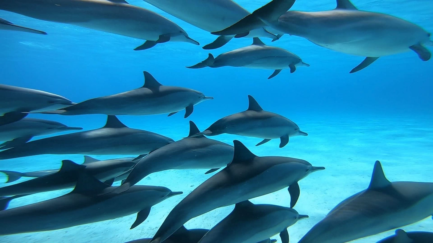 Schnorchelausflug zum Dolphin House Reef in Marsa Alam