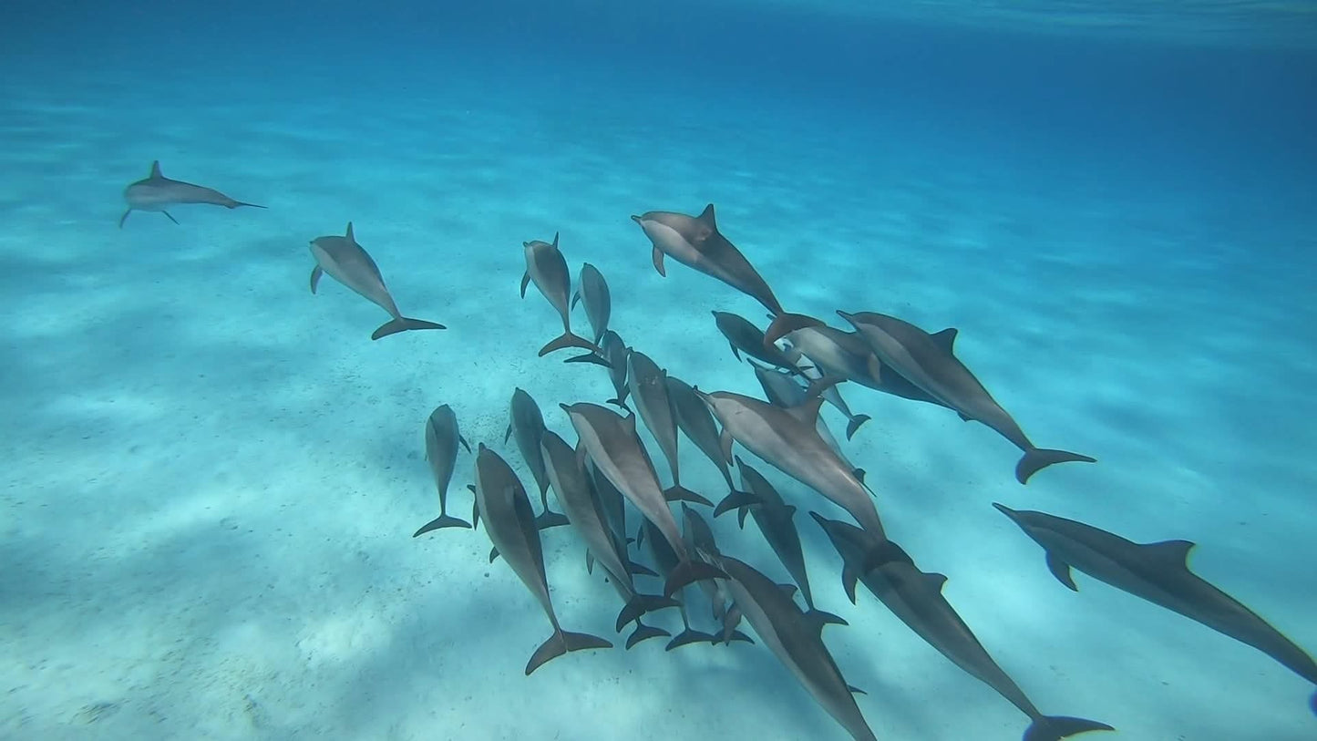 Schnorchelausflug zum Dolphin House Reef in Marsa Alam