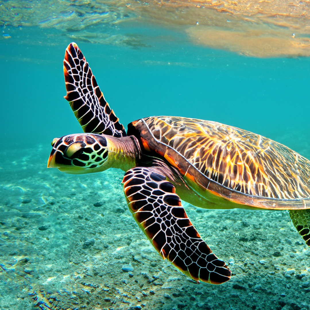 PADI Tieftauchen – Deep Diver