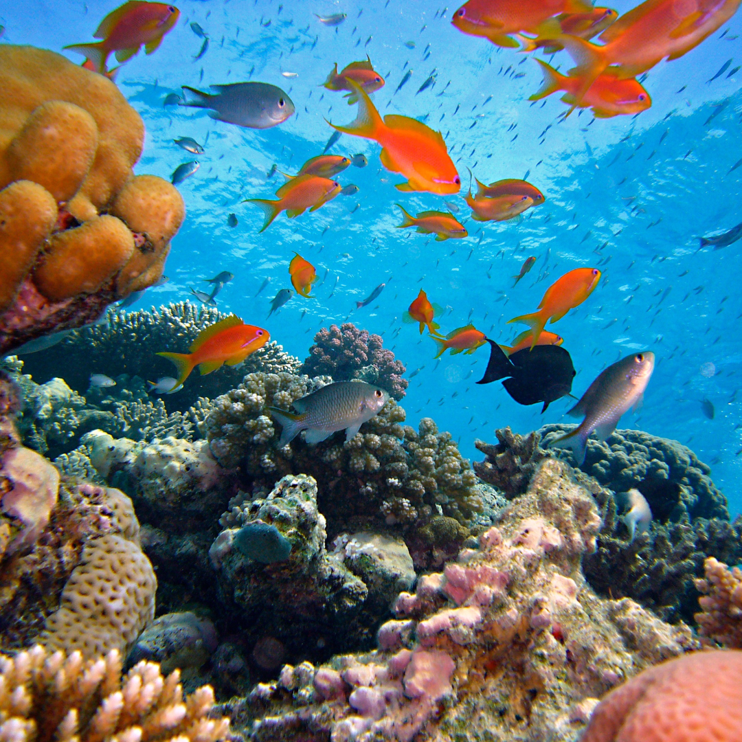 PADI Tieftauchen – Deep Diver