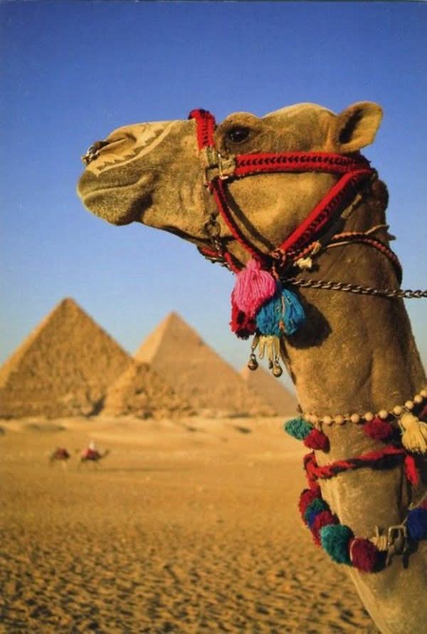 Kamel oder Pferdreiten - Travel & Fun Tours