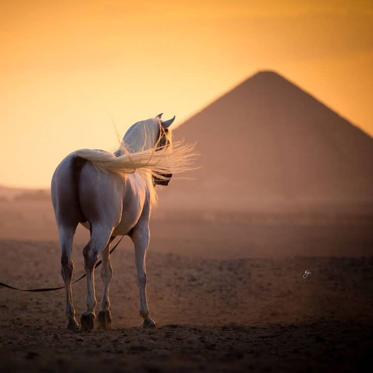 Kamel oder Pferdreiten - Travel & Fun Tours
