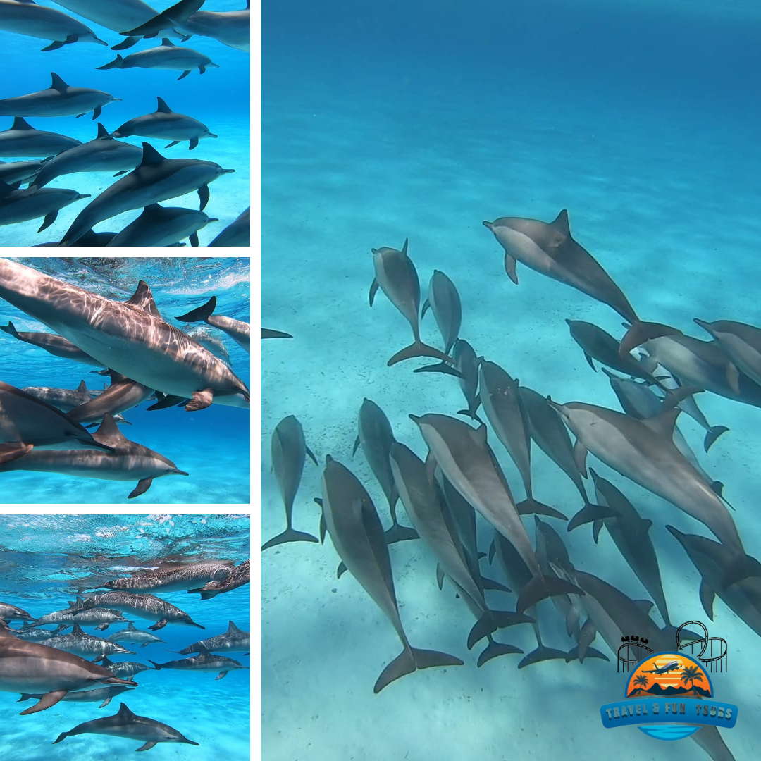 Schnorchelausflug zum Dolphin House Reef in Marsa Alam