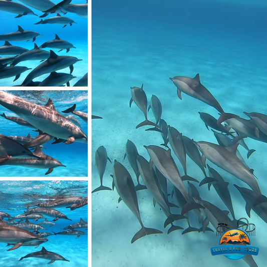 Schnorchelausflug zum Dolphin House Reef in Marsa Alam