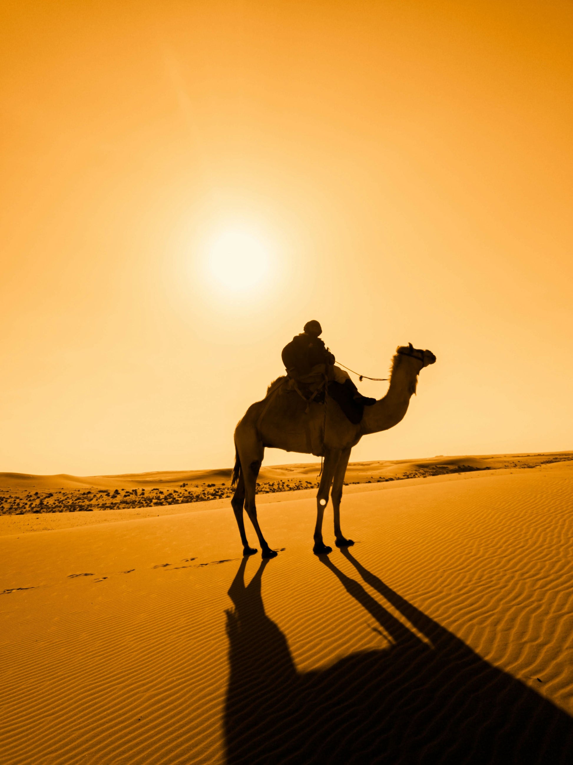 Kamel oder Pferdreiten - Travel & Fun Tours
